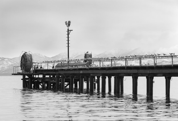 Gaviotas en el muelle en la orilla y niebla.