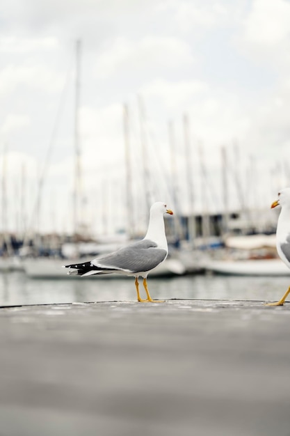 Las gaviotas en el muelle con yates en un fondo borroso