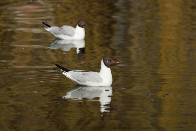 Gaviotas nadando en el agua