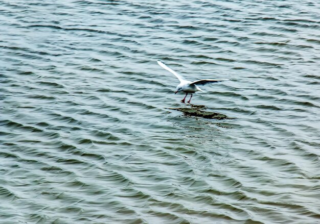 Las gaviotas o los larus en el hielo de un río en un brillante día soleado de invierno