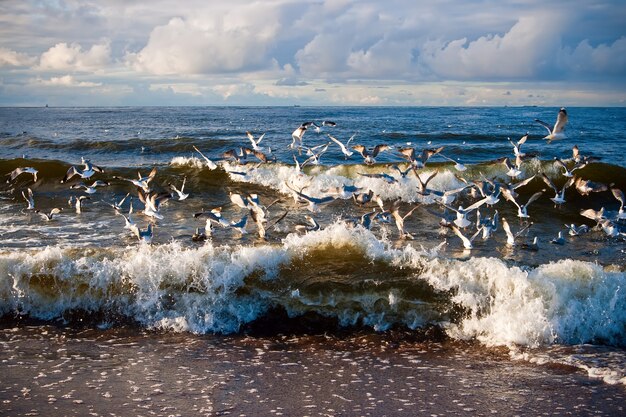 Gaviotas Y Olas