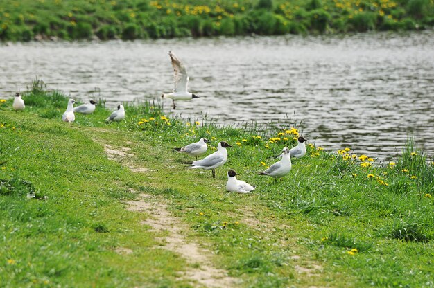 Gaviotas en la orilla del embalse