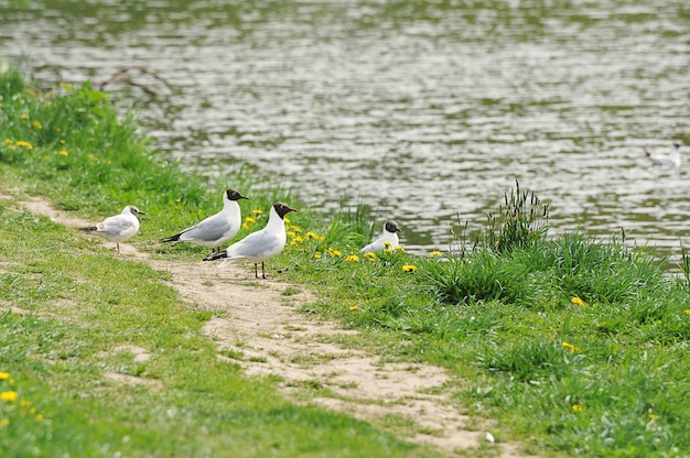 Gaviotas en la orilla del embalse