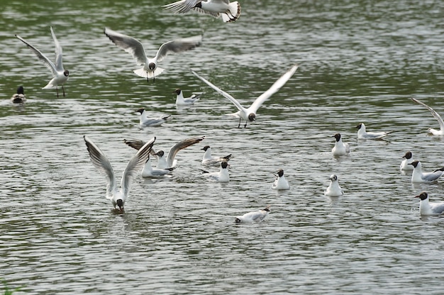 Gaviotas en la orilla del embalse