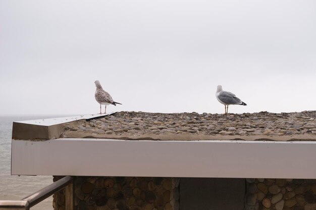 Gaviotas a la orilla del mar