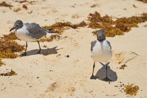 Gaviotas a orillas del Mar Caribe en México