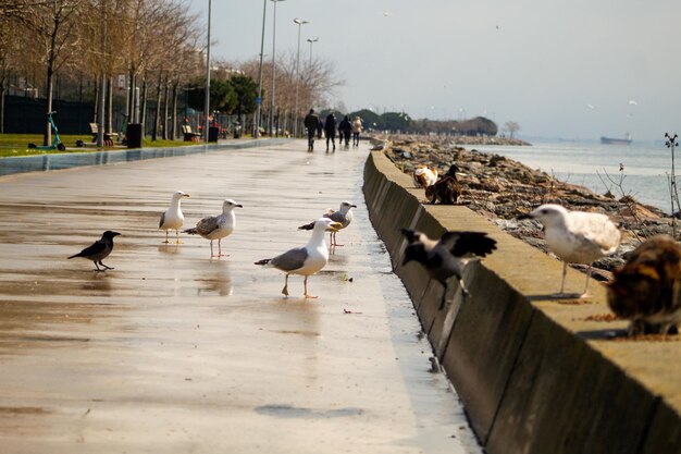 Foto gaviotas en el paseo del mar