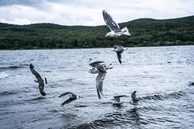 Gaviotas de pie volando sobre el mar