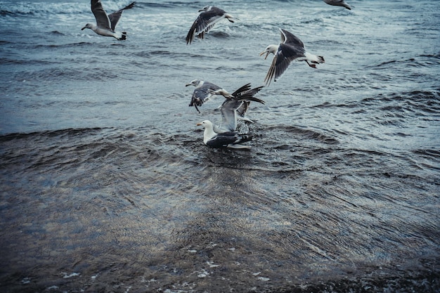 Gaviotas de pie volando sobre el mar