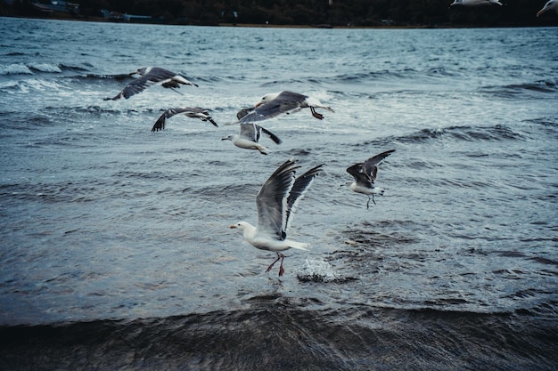 Gaviotas de pie volando sobre el mar