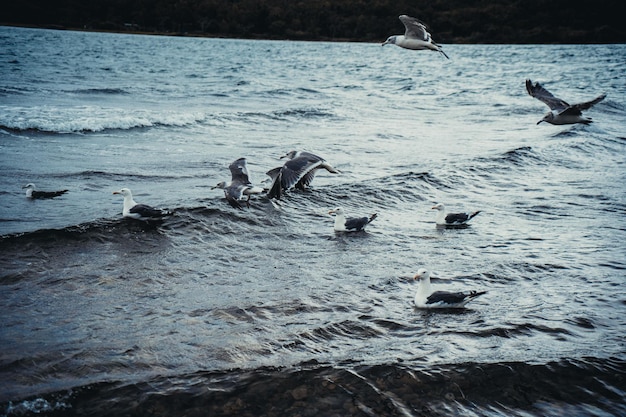 Gaviotas de pie volando sobre el mar