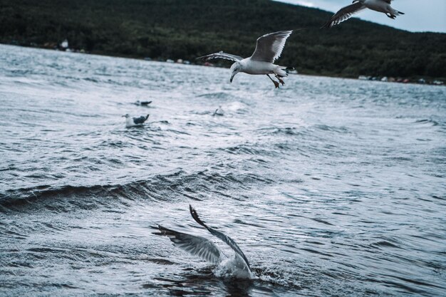 Gaviotas de pie volando sobre el mar