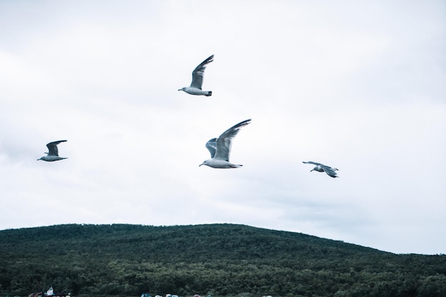 Gaviotas de pie volando sobre el mar