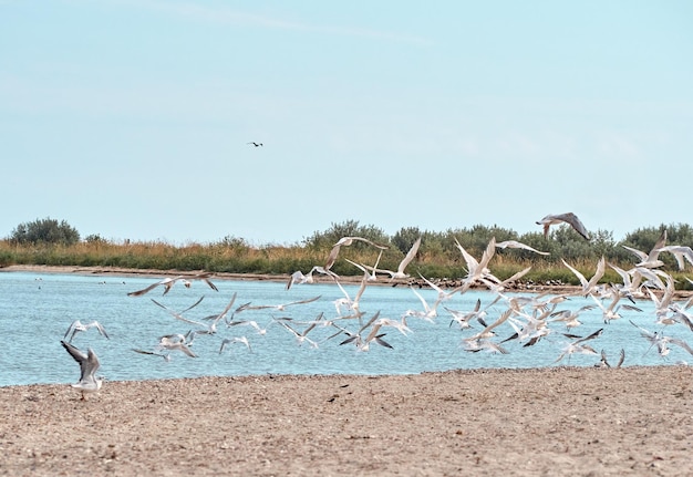 Gaviotas en la playa de arena