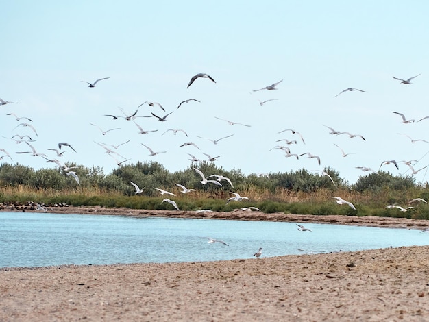 Gaviotas en la playa de arena