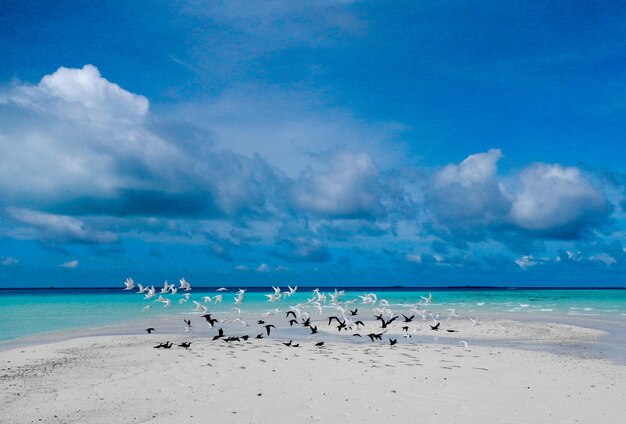 Foto las gaviotas en la playa contra el cielo