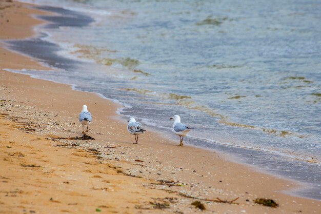 Foto las gaviotas en la playa