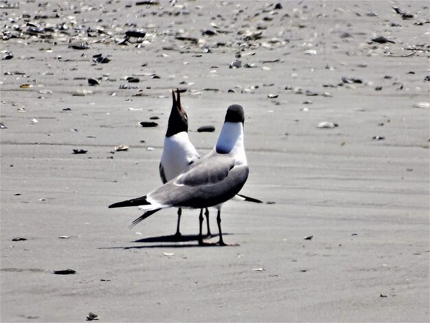 Las gaviotas en la playa