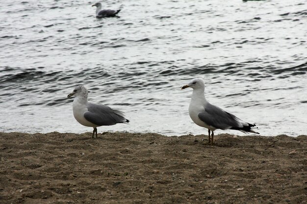 Foto las gaviotas en la playa