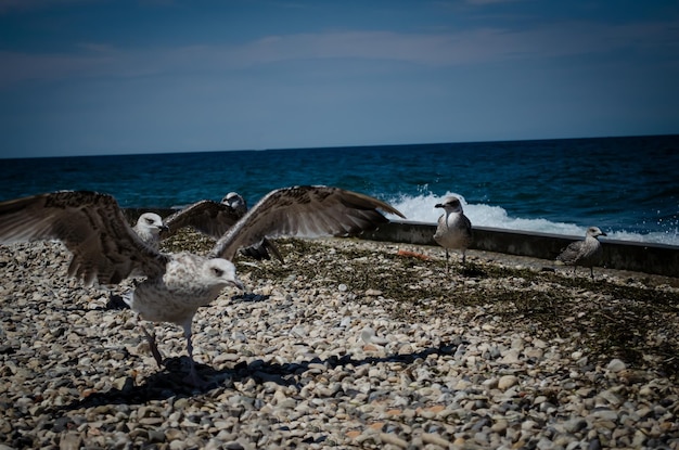 gaviotas en la playa