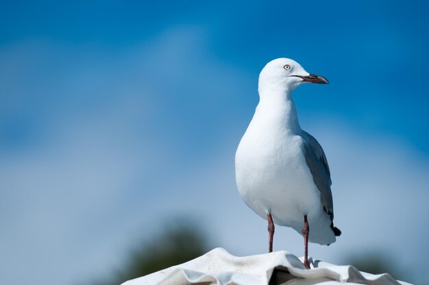 Foto las gaviotas se posan