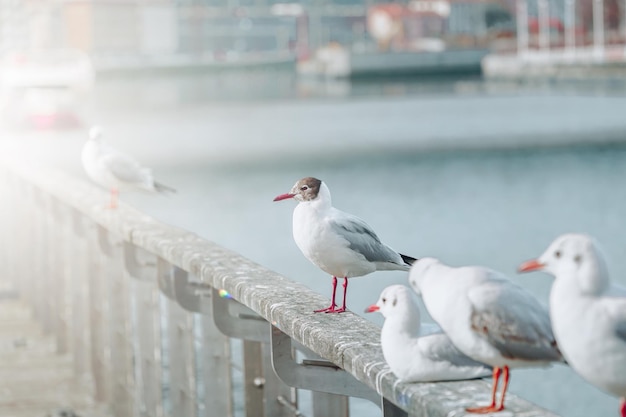 gaviotas en el puerto