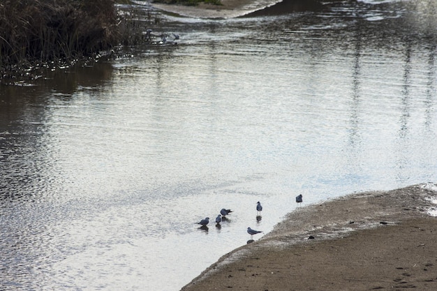 Gaviotas en un río al atardecer