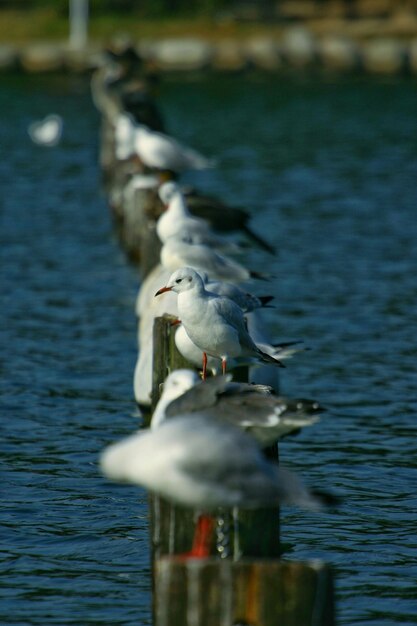 Foto las gaviotas sentadas en postes de madera en el mar