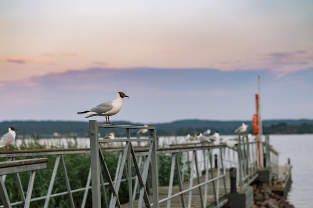 Gaviotas sentado en la barandilla del muelle de madera del lago Ladoga. Región de Karelia, Sortavala, Rusia. Foto de alta calidad