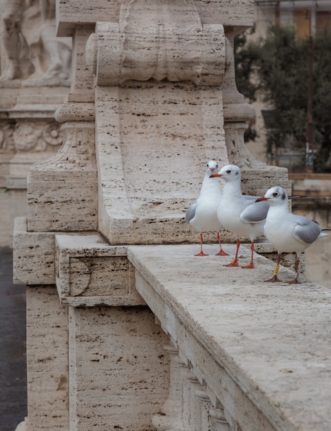 Las gaviotas se sientan en un puente sobre el Tíber en Roma