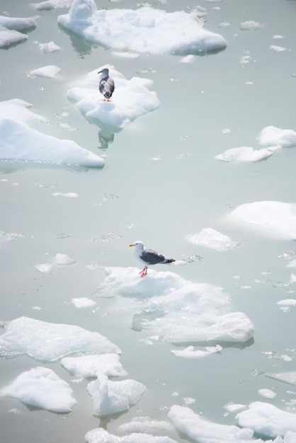 Gaviotas sobre hielo en el océano Ártico