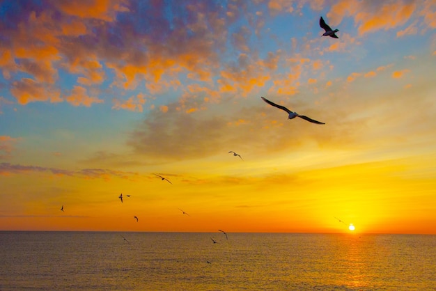 Gaviotas sobre el mar al amanecer.