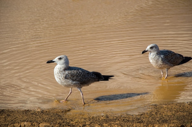 Las gaviotas en el suelo con agua fangosa