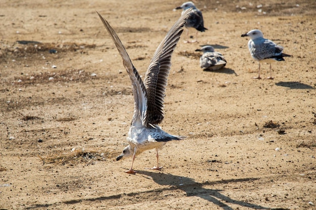 Las gaviotas en el suelo con tierra marrón