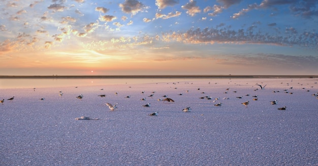 Gaviotas en Sunset Genichesk rosa lago salado Ucrania