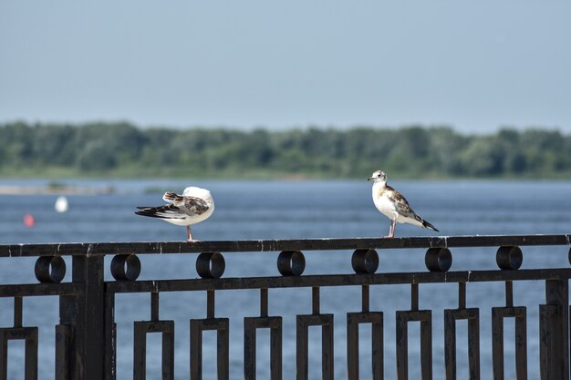 gaviotas en el terraplén del Volga