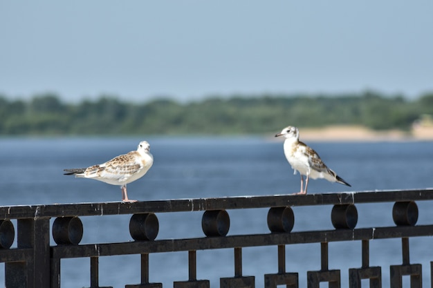 gaviotas en el terraplén del Volga