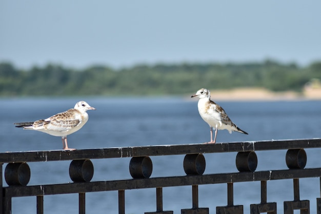 gaviotas en el terraplén del Volga