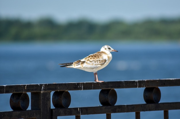 gaviotas en el terraplén del Volga