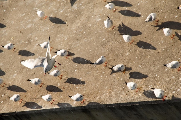 Las gaviotas viven en el entorno urbano