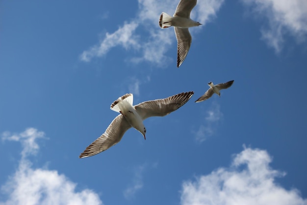 gaviotas voladoras en el cielo con nubes