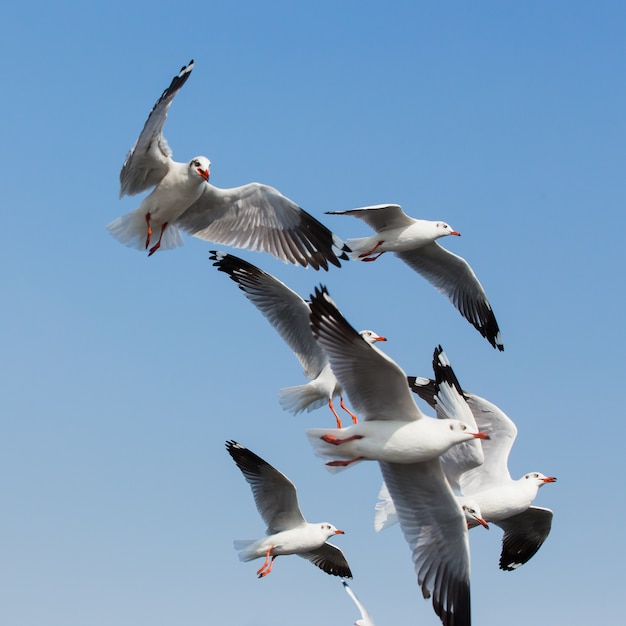 gaviotas volando en acción en Bangpoo Tailandia