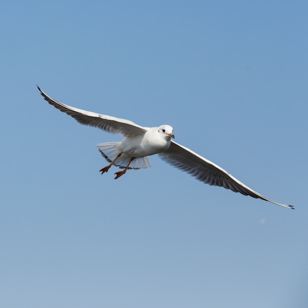 gaviotas volando en acción en Bangpoo Tailandia