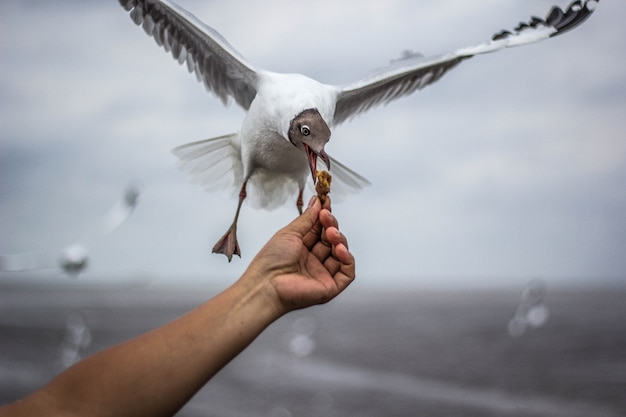 Foto gaviotas volando alimentándose con la mano.