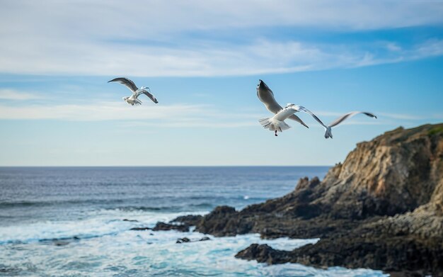 Las gaviotas volando cerca de las rocas en el océano Pacífico