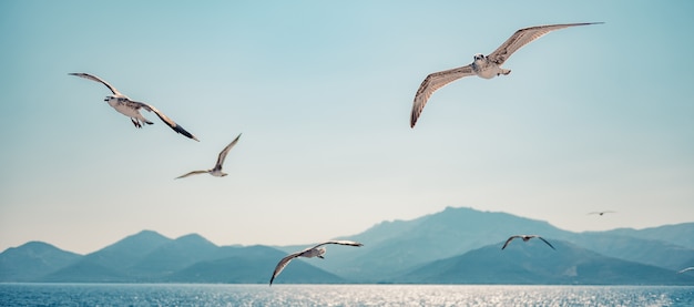 Gaviotas volando en cielo abierto