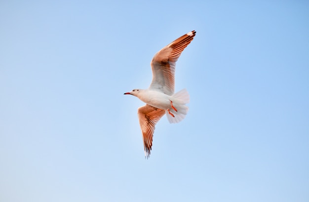 Gaviotas volando en el cielo azul claro