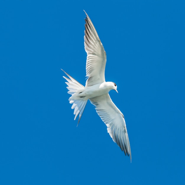 Gaviotas volando en el cielo azul