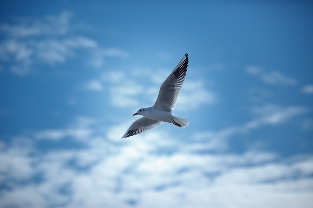 Foto gaviotas volando en el cielo azul