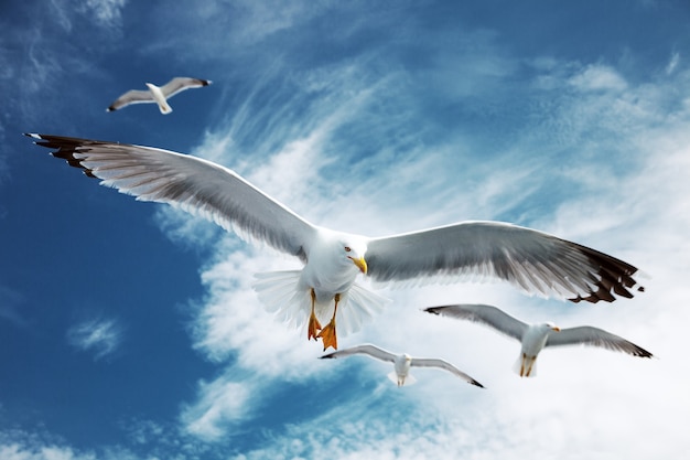 Gaviotas volando en el cielo azul.